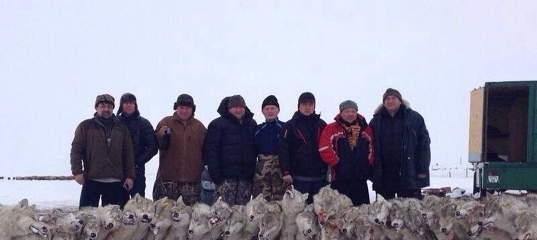 Шокирующее фото охотников на фоне полусотни мёртвых волков возмутило Казнет