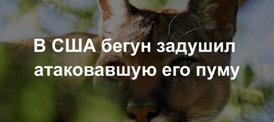 В США бегун задушил атаковавшую его пуму