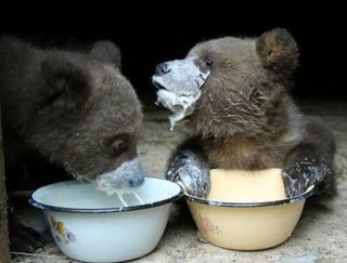 Животные