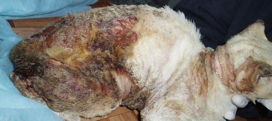 Прокуратура г. Барнаула:НАКАЖИТЕ ЖИВОДЕРОВ ПОДЖЕГШИХ КОТА/A cat was brutally tortured and murdered&#33;