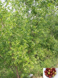 The health from the nature (Здоровье от природы)