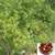 The health from the nature (Здоровье от природы)
